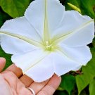 20+ Seeds MOONFLOWER Flower Seeds Native Wildflower Climbing Flowering Vine Fragrant (Seeds)