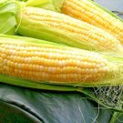 50+ Seeds PEACHES & CREAM EXTRA SWEET CORN Seeds Bi-Color Hybrid Better Tip Fill 85 Day (Seeds)