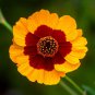 2000+ Seeds PLAINS COREOPSIS Seeds Native Wildflower Heat Pollinators Tickseed (Seeds)