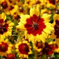 2000+ Seeds PLAINS COREOPSIS Seeds Native Wildflower Heat Pollinators Tickseed (Seeds)