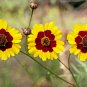 2000+ Seeds PLAINS COREOPSIS Seeds Native Wildflower Heat Pollinators Tickseed (Seeds)