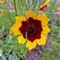 2000+ Seeds PLAINS COREOPSIS Seeds Native Wildflower Heat Pollinators Tickseed (Seeds)