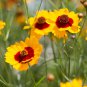 2000+ Seeds PLAINS COREOPSIS Seeds Native Wildflower Heat Pollinators Tickseed (Seeds)