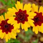 2000+ Seeds PLAINS COREOPSIS Seeds Native Wildflower Heat Pollinators Tickseed (Seeds)