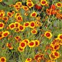2000+ Seeds PLAINS COREOPSIS Seeds Native Wildflower Heat Pollinators Tickseed (Seeds)