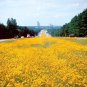 2000+ Seeds PLAINS COREOPSIS Seeds Native Wildflower Heat Pollinators Tickseed (Seeds)