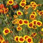 2000+ Seeds PLAINS COREOPSIS Seeds Native Wildflower Heat Pollinators Tickseed (Seeds)