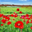 2000+ Seeds Red CORN Field POPPY Flower Seeds Native Wildflower Garden Container Easy (Seeds)