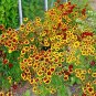 2000+ Seeds Dwarf PLAINS COREOPSIS Seeds Native Wildflower Pollinators (Seeds)