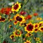 2000+ Seeds Dwarf PLAINS COREOPSIS Seeds Native Wildflower Pollinators (Seeds)