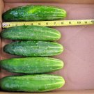 51+ Seeds Straight 8" Pickles CUCUMBER Seeds Organic Vegetable Garden Patio Container (Seeds)