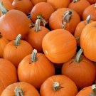 30+ Seeds SUGAR PUMPKIN Seeds Native Heirloom Organic Summer Vegetable Garden Cooking (Seeds)