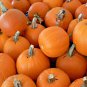 30+ Seeds SUGAR PUMPKIN Seeds Native Heirloom Organic Summer Vegetable Garden Cooking (Seeds)