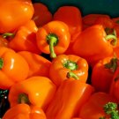 50+ Seeds ORANGE Sun Sweet BELL PEPPER Seeds Organic Vegetable Garden Patio Container (Seeds)