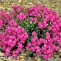 1001+ Seeds CATCHFLY Flower Seeds None So Pretty Native Wildflower Patio Container Easy (Seeds)
