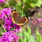 1001+ Seeds CATCHFLY Flower Seeds None So Pretty Native Wildflower Patio Container Easy (Seeds)
