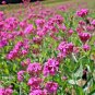 1001+ Seeds CATCHFLY Flower Seeds None So Pretty Native Wildflower Patio Container Easy (Seeds)