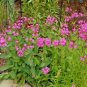 1001+ Seeds CATCHFLY Flower Seeds None So Pretty Native Wildflower Patio Container Easy (Seeds)