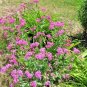 1001+ Seeds CATCHFLY Flower Seeds None So Pretty Native Wildflower Patio Container Easy (Seeds)