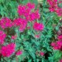 1001+ Seeds CATCHFLY Flower Seeds None So Pretty Native Wildflower Patio Container Easy (Seeds)