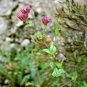 1001+ Seeds CATCHFLY Flower Seeds None So Pretty Native Wildflower Patio Container Easy (Seeds)