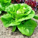 600+ Seeds LITTLE GEM BUTTERHEAD Seed Leaf Lettuce Organic Spring Fall Garden Container (Seeds) 600+ Seeds LITTLE GEM BUTTERHEAD Seed Leaf Lettuce Organic Spring Fall Garden Container (Seeds)