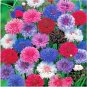 500+ Seeds Dwarf BACHELOR BUTTON Polka Dot Mix Flower Seeds Cut Dried Flowers Container (Seeds)