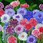 500+ Seeds Dwarf BACHELOR BUTTON Polka Dot Mix Flower Seeds Cut Dried Flowers Container (Seeds)