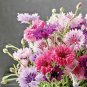 500+ Seeds Dwarf BACHELOR BUTTON Polka Dot Mix Flower Seeds Cut Dried Flowers Container (Seeds)