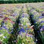 500+ Seeds Dwarf BACHELOR BUTTON Polka Dot Mix Flower Seeds Cut Dried Flowers Container (Seeds)