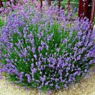 301+ Seeds TRUE ENGLISH LAVENDER Seed Organic Herb Oils Fragrance Fresh Dried Repellent (Seeds) 301+ Seeds TRUE ENGLISH LAVENDER Seed Organic Herb Oils Fragrance Fresh Dried Repellent (Seeds)