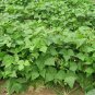 40+ Seeds PROVIDER Bush Beans Seeds Native Heirloom Vegetable Garden Patio Container (Seeds)