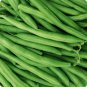 40+ Seeds PROVIDER Bush Beans Seeds Native Heirloom Vegetable Garden Patio Container (Seeds)