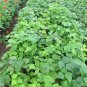 40+ Seeds PROVIDER Bush Beans Seeds Native Heirloom Vegetable Garden Patio Container (Seeds)