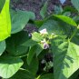 40+ Seeds PROVIDER Bush Beans Seeds Native Heirloom Vegetable Garden Patio Container (Seeds)