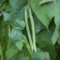 40+ Seeds PROVIDER Bush Beans Seeds Native Heirloom Vegetable Garden Patio Container (Seeds)