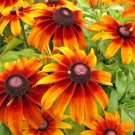 50,000 Seeds GLORIOSA DAISY Native Wildflower Deer Proof Heat Cold Flower Garden (1/2 oz Seeds)