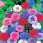 501+ Seeds CORNFLOWER BACHELOR BUTTON Mixed Seeds Cut Dried Flowers Garden Container (Seeds)