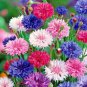 501+ Seeds CORNFLOWER BACHELOR BUTTON Mixed Seeds Cut Dried Flowers Garden Container (Seeds)