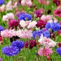 501+ Seeds CORNFLOWER BACHELOR BUTTON Mixed Seeds Cut Dried Flowers Garden Container (Seeds)