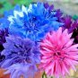 501+ Seeds CORNFLOWER BACHELOR BUTTON Mixed Seeds Cut Dried Flowers Garden Container (Seeds)