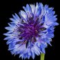 501+ Seeds CORNFLOWER BACHELOR BUTTON Mixed Seeds Cut Dried Flowers Garden Container (Seeds)