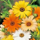 201+ Seeds AFRICAN DAISY MIX Seeds White Orange Yellow Apricot Annual (Seeds)