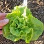 601+ Seeds TOM THUMB Seeds Romain Leaf Lettuce Organic Spring Fall Garden Container (Seeds)