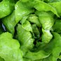601+ Seeds TOM THUMB Seeds Romain Leaf Lettuce Organic Spring Fall Garden Container (Seeds)