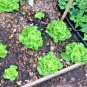 601+ Seeds TOM THUMB Seeds Romain Leaf Lettuce Organic Spring Fall Garden Container (Seeds)