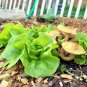 601+ Seeds TOM THUMB Seeds Romain Leaf Lettuce Organic Spring Fall Garden Container (Seeds)