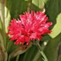 500+ Seeds RED CORNFLOWER Seeds Bachelor Button Cut Dried Flowers Garden Container Easy (Seeds)
