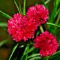 500+ Seeds RED CORNFLOWER Seeds Bachelor Button Cut Dried Flowers Garden Container Easy (Seeds)
