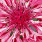 500+ Seeds RED CORNFLOWER Seeds Bachelor Button Cut Dried Flowers Garden Container Easy (Seeds)